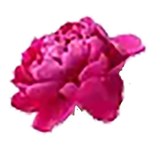 Flowers By Faith